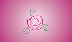 pink rose